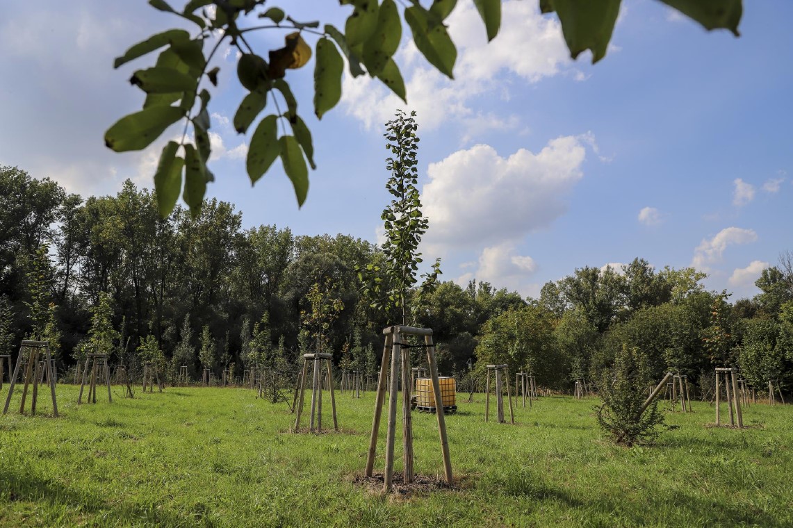 New plantation in Radvanice, Ostrava New plantation in Radvanice, Ostrava