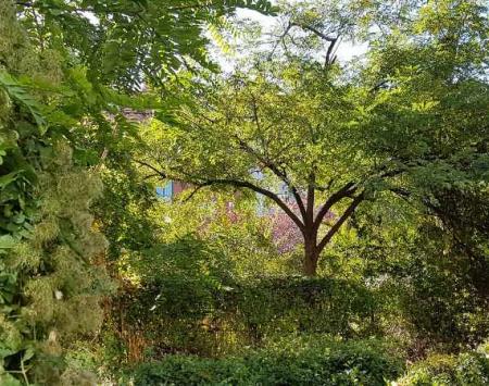 Prato will become an urban jungle
